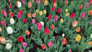 jardineria residencial