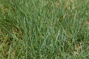 cesped para casas en Colorado