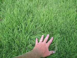 pasto para casas en Colorado