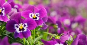 jardineria para octubre