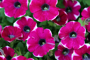 venta de casas en Denver