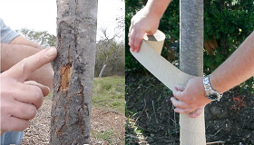 jardineria en octubre